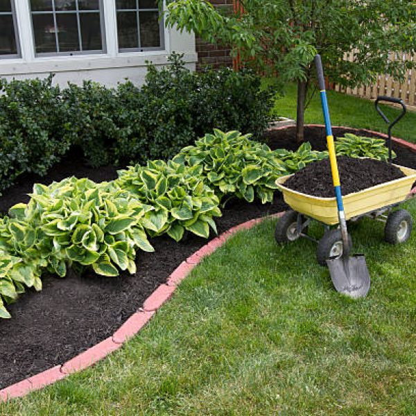 Mulching bed around the house and bushes, wheelbarrel along with a showel.